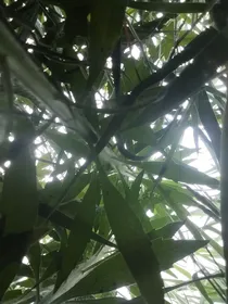 梦中之事