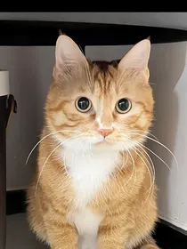 猫武士梦光的承诺（自设文）