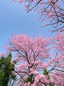 萌学园之小芙蝶是主神