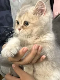 GB灵感短篇集