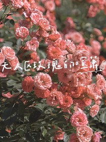 无人区玫瑰的喧萧