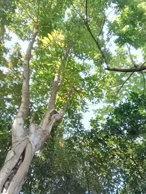 当我分班考试抄的太狠进了奥班