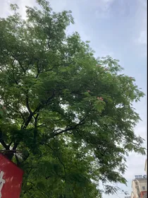 灭日—救世