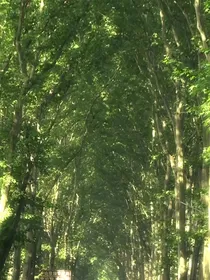 盛夏晚晴天光