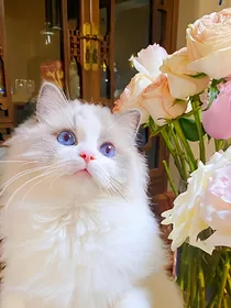 猫喵公寓
