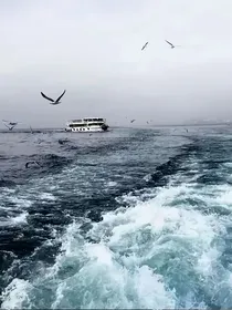 荆棘月光