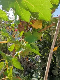 我在江湖送外卖
