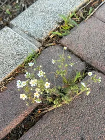 那个迟到的春