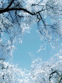 碎夏逢渊