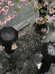 樱花落尽之时