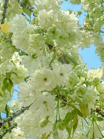 锦阙争芳录