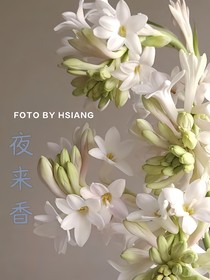 夜来香——春