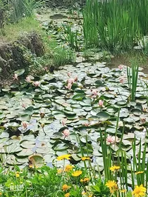 血刃折