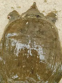重生为大王八
