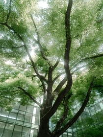 淮风过洢