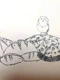 猫六的备忘录