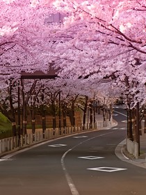 一路花