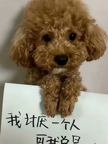 月光下的碎瓷