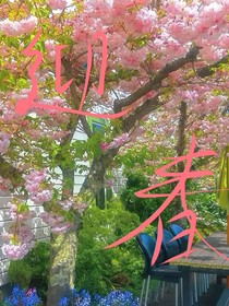 迎春（all露）