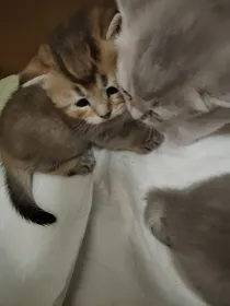 胆小鬼和自私鬼