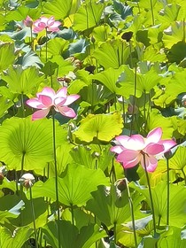 疯寥晚晚生