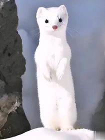 风花雪月（爱看不看）