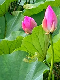 莲花也能笑春风