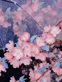 综影视：系统是只喵