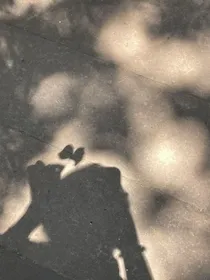 几片银杏叶的影子