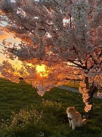 士兵突击之成才合集