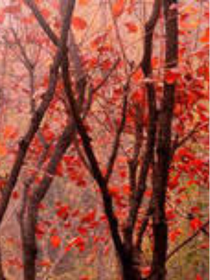 穿越MC之尘归故土