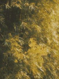 重生贵妃不爱了