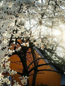 穿越后，我竟成了所有人白月光？！