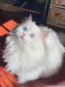 咒术回战：少女的十八岁死亡计划