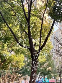 高冷大小姐的顽皮小跟班