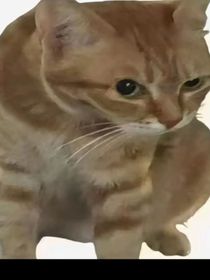 催更催更催更重制版