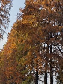 美冒：自从被菲娜挟持就开始花式倒霉的巧（重置版2……0）