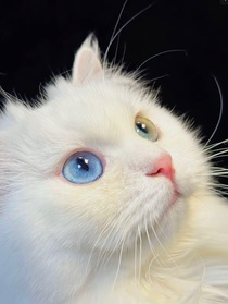 猫武士同人oc传：之格雷特——信仰