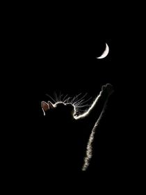 快穿：忘川旅人