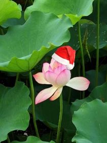 yuri的快乐日常（存疑）