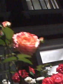 why？和前男友穿越后，他成皇帝了