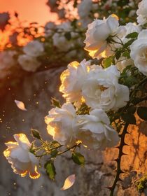 夏夜晚风和白蔷薇