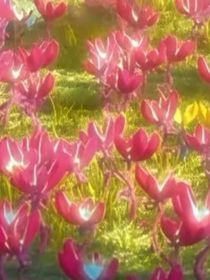 他的专属第一季