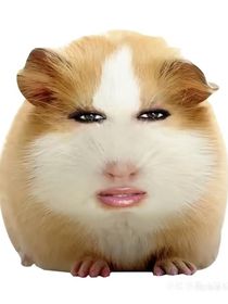 TNT：在贵族学院苟且偷生中