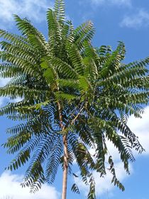 还是个身份证家长反正