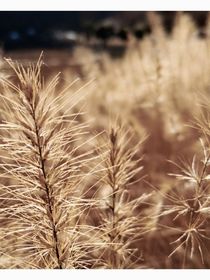 星晚撞进江屿风