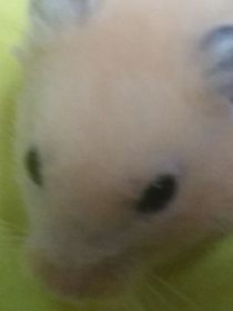 多元乱战（大量圈子）