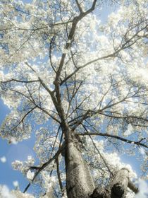 等不到你的约定