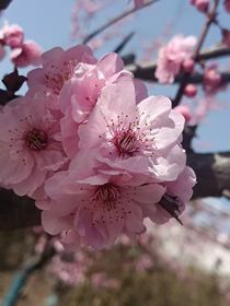 奔奔信息素失控啦