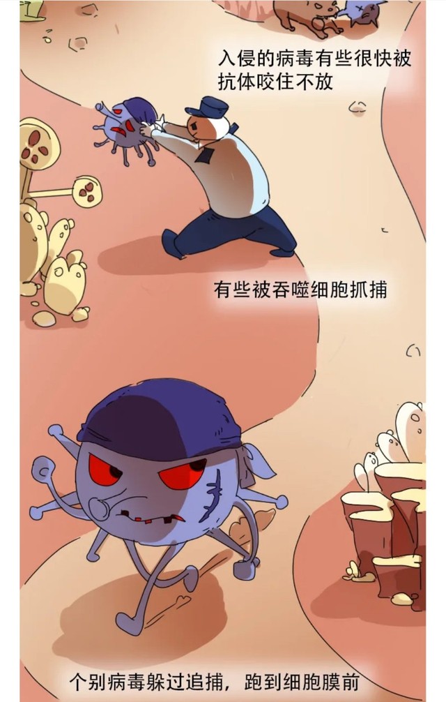 免疫细胞和病毒斗争全过程手绘